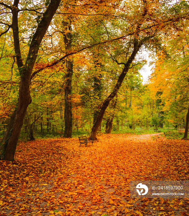 在著名的Maksimir pa的森林地区，一条被五颜六色的秋叶覆盖的人行道的景色