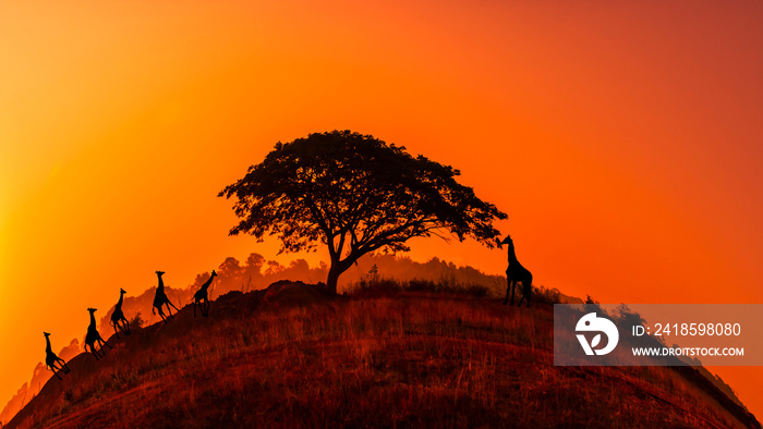 令人惊叹的日落和日出。非洲的全景剪影树。开阔地上的深色树引人注目的向日葵