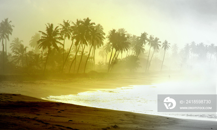 加纳棕榈树剪影下的狂野大西洋海滩