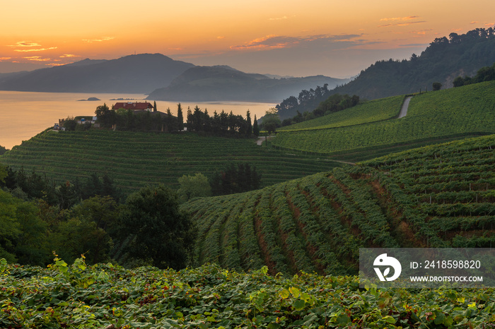 Txakoli white wine vineyards at sunrise, Getaria, Spain