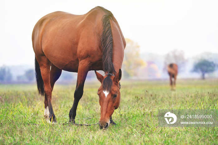 A horse is grazing in a meadow