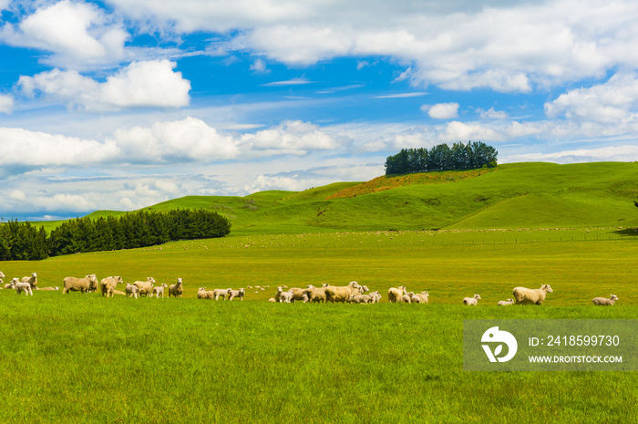 Sheep in the New Zealand