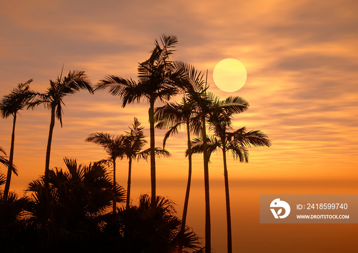 日落时热带沙滩上的棕榈树