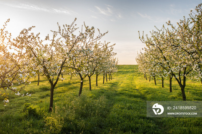 Blossoming apple garden