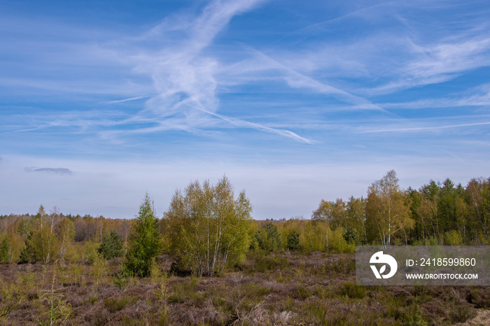 Wonderful landscape in the Drover Heide nature reserve