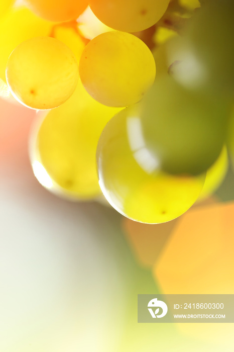 Bunch of green grapes, closeup.