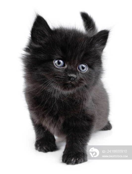 黑色的小猫在走路，白色的背景