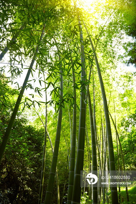 竹林背景。