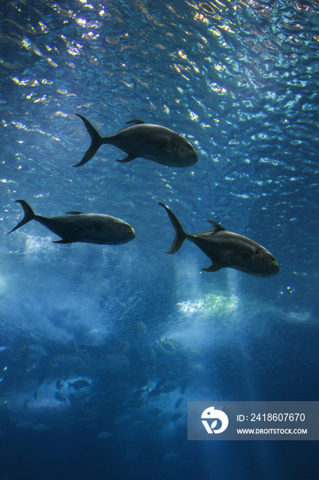 鱼在西班牙里斯本的水族馆里游泳。