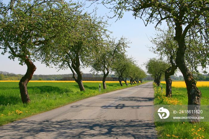 Baumallee,Apfelbäume,Mecklenburg Vorpommern,Deutschland