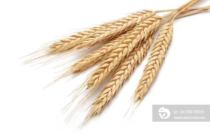 Bunch of yellow wheat ears isolated white background