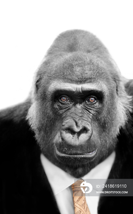 猴子生意，戴股市领带的银背猿