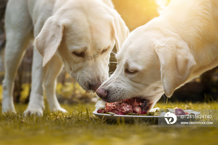 Zwei junge labrador welpen fressen einen haufen Fleisch