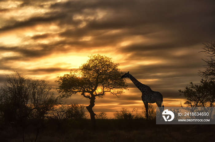 非洲长颈鹿走在日落