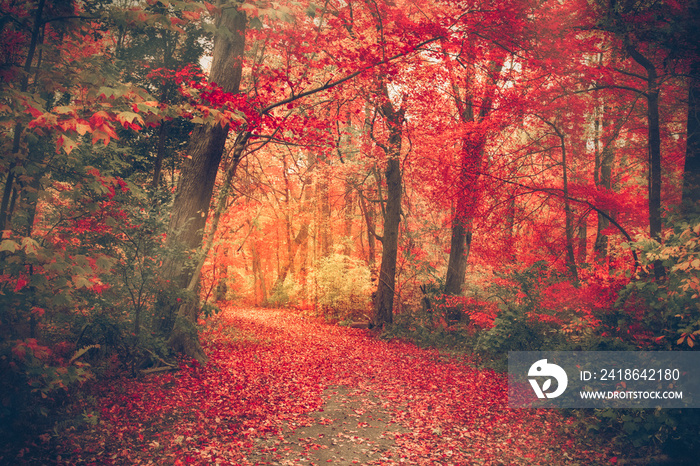 神奇的森林，秋天的颜色和红叶