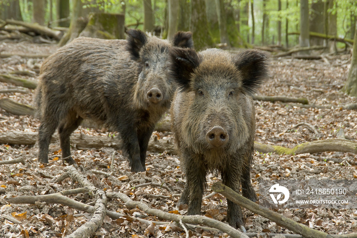 Zwei Wildschweine im Wald