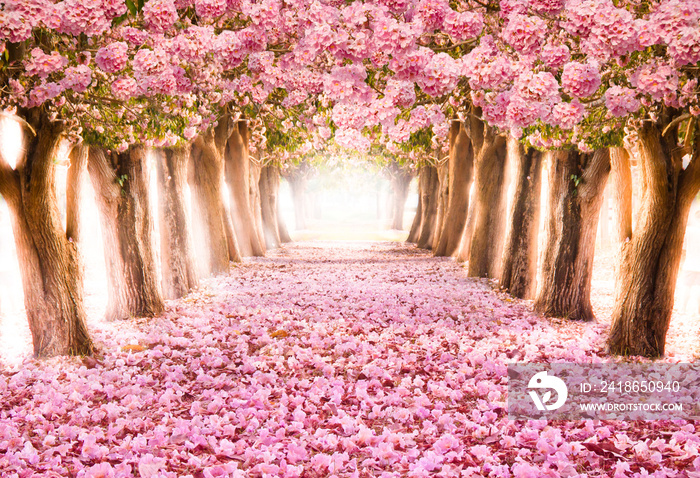 飘落的花瓣在浪漫的隧道的粉红色花树/浪漫的开花树在大自然的背后