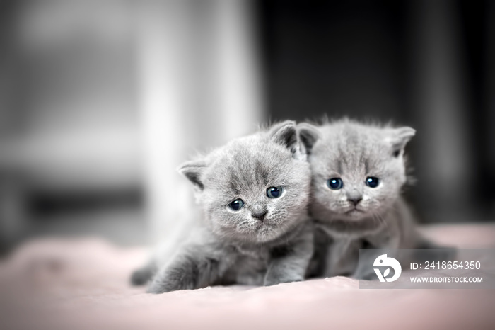 两只可爱的小猫互相拥抱。英国短毛猫