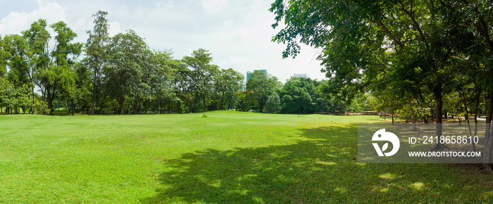 大城市公园里的绿草地