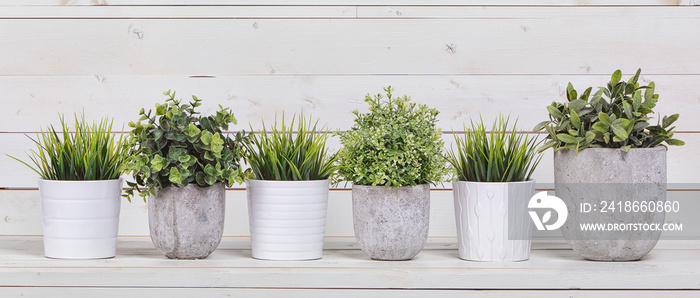 Pot plants in white pots and concrete on a background of white b