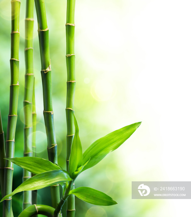 many bamboo stalks and light beam