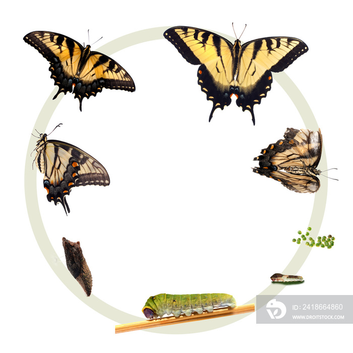 东虎燕尾蝶的生命周期