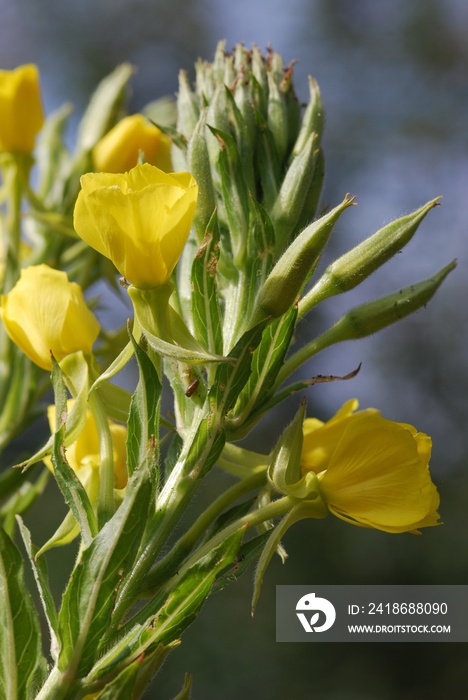 Gemeine Nachtkerze (Oenothera biennis)