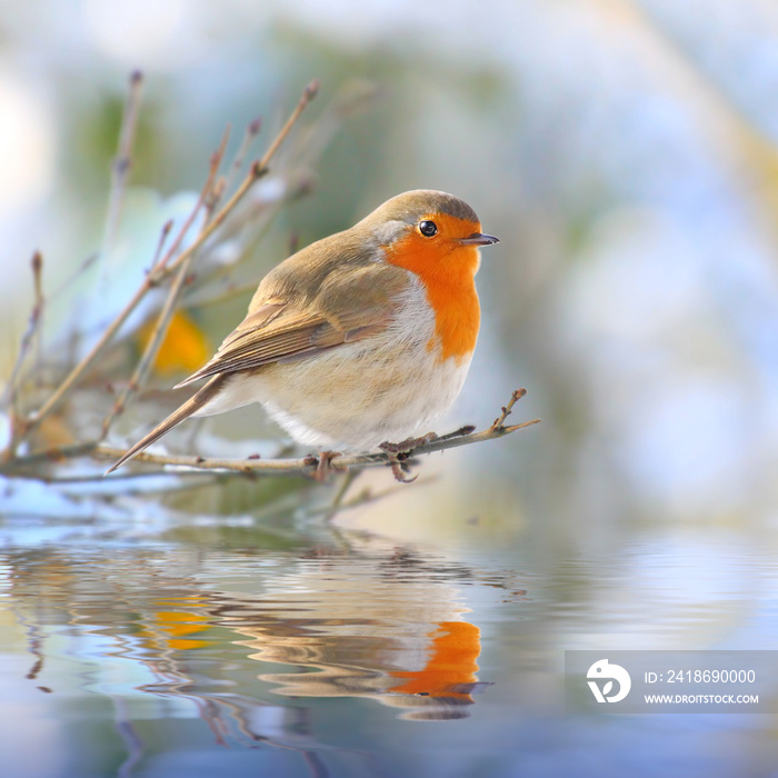 欧洲知更鸟(Erithacus rubecula)。