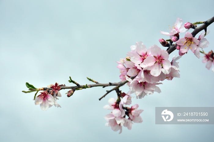 Flores de almendro en invierno