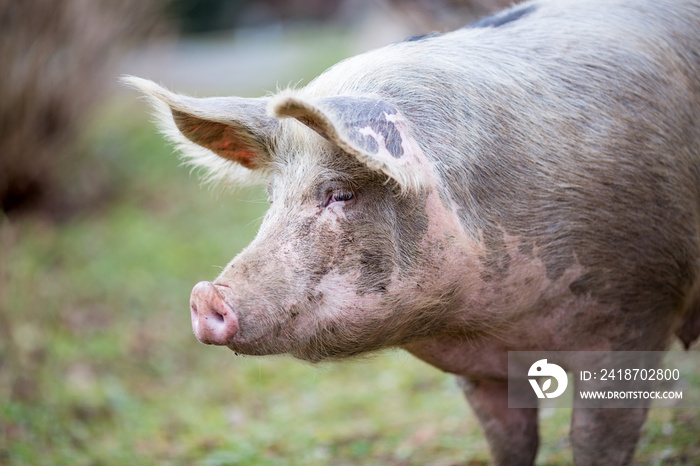 Portrait of big organic free range curious pig getting closer to the camera, photo taken in a garden