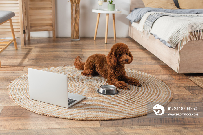 brown poodle lying near laptop and metallic bowl on round rattan carpet in bedroom.