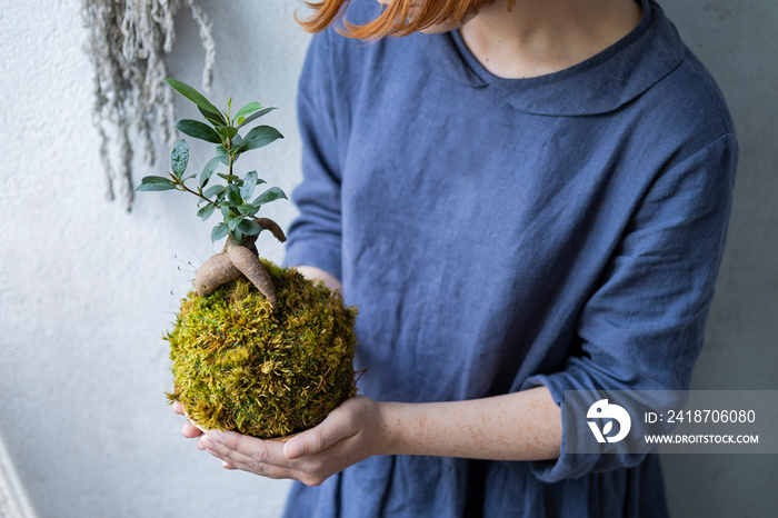 kokedama with bonsai tree or succulent tree in the hands of female close up