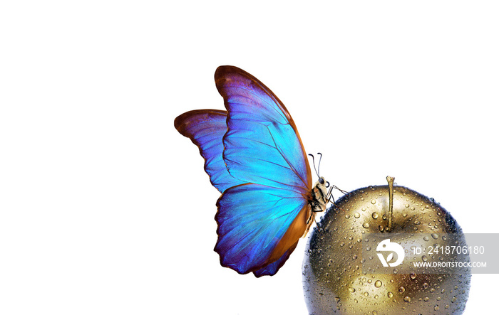 morpho butterfly on a golden apple with dew drops isolated on white. copy spaces.