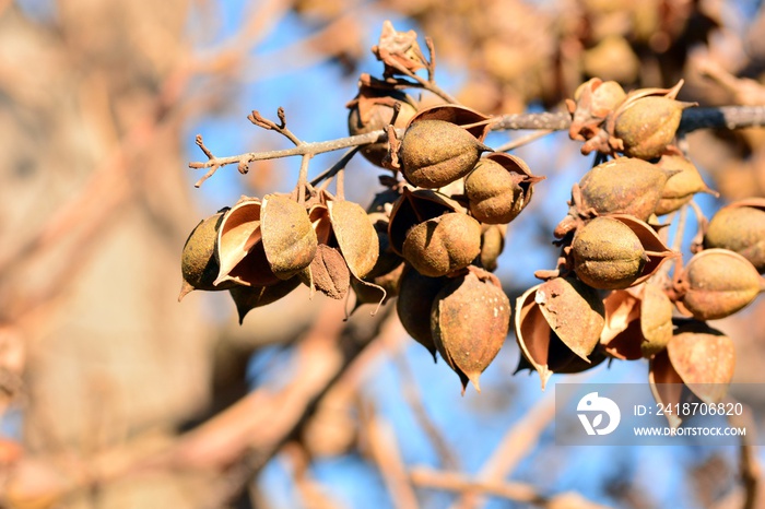 Cápsulas abiertas en las ramas de un árbol de paulownia tomentosa en invierno