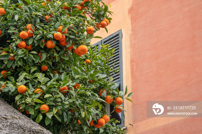 Close-up of an orange plant laden with plenty of fruits against the red wall of an old house in spri