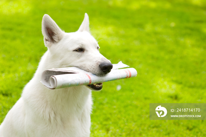 绿草上有报纸的纯种白色瑞士牧羊犬