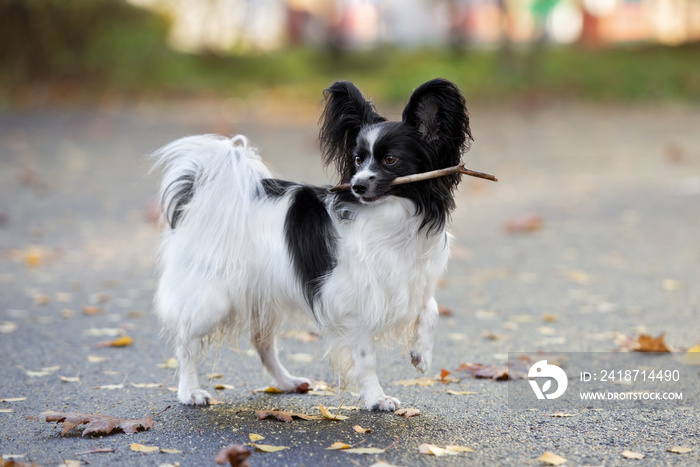 嘴里叼着棍子的乳头状犬