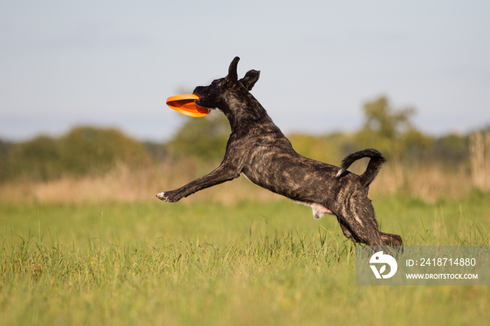 sportlicher Rassehund im Herbst Cao Fila de sao Miguel fängt Frisbeescheibe auf einer Wiese, Rüde fä