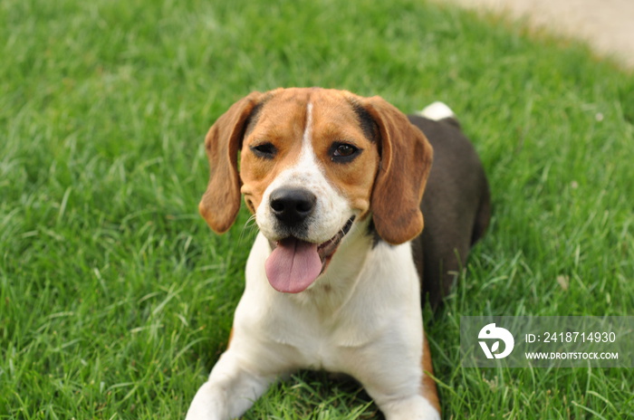 Sweet little dog in the garden