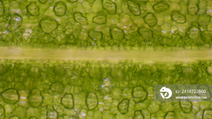Green leaf stoma cells science background.