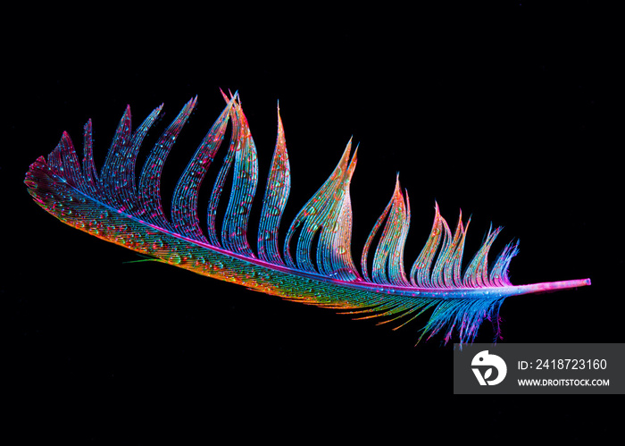 Small feathers with beautiful colors, on black background, close-up image