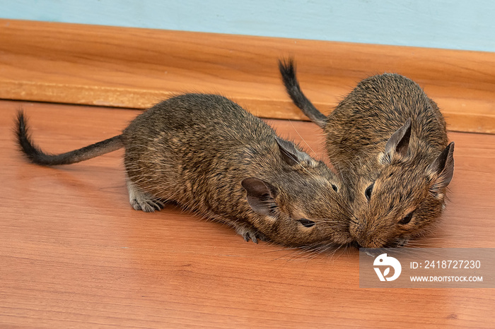 Play of cute two degus. Love two pets. Little cute gray mouse Degu close-up. Exotic animal for domes