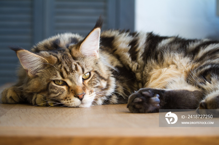 Close-up of a big sleepy half-year-old Maine Coon kitten lying on a table in the minimalist interior