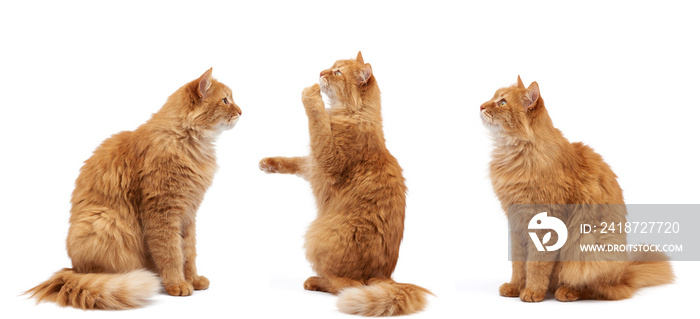 adult fluffy red cat sits on its hind legs, front paws pulls up