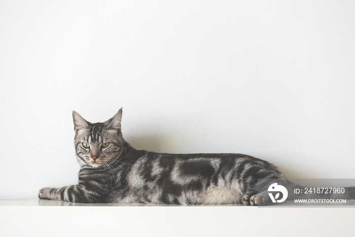 American Short Hair cat laying on white wall with copy space background