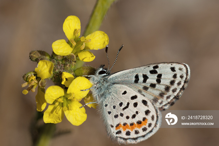 El Segundo Blue（巴特洛伊丝Eupilotes battoides allini）是蝴蝶。