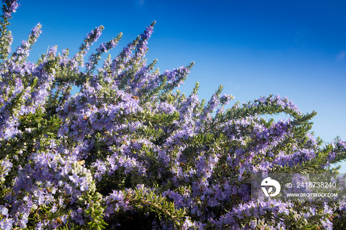 The rosemary plant in bloom