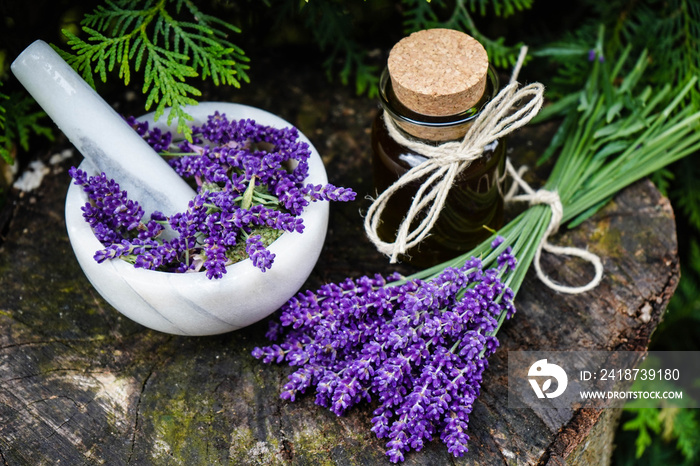 Schmalblättrige Lavendel - Lavandula angustifolia