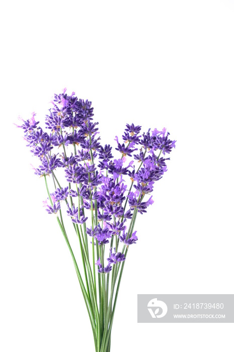 Closeup Blue Mountian a violet lavender field in Hokkaido, Lavender flowers bundle on a white backgr