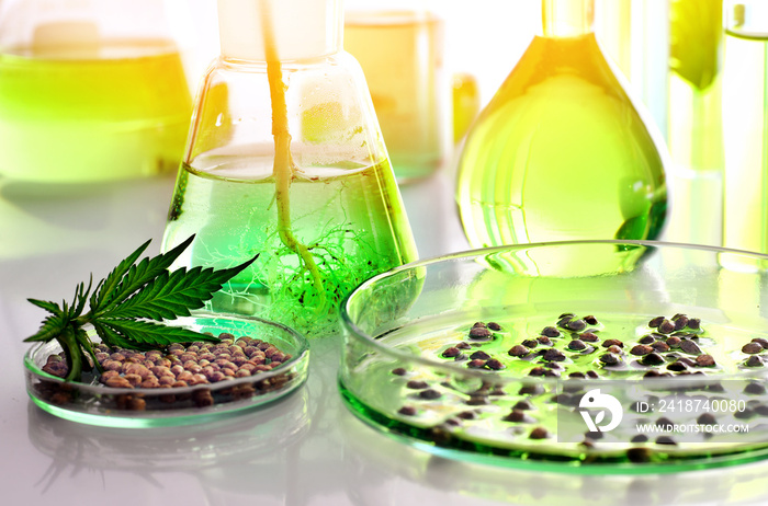 Scientific research of medical cannabis for use in medicine, biotechnology concept